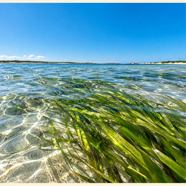 A dense patch of green seagrass sweeps across the sandy bottom of a clear coastal lagoon, beneath rippling water, a low shoreline and a broad blue sky.