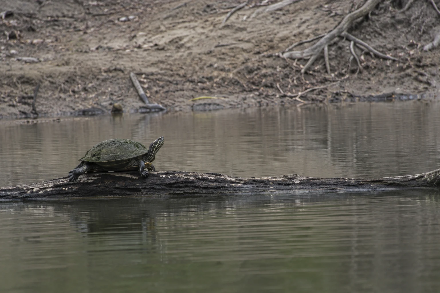 A dark, algae-dusted turtle rests on a weathered log above calm grey-green pond water, with a bare clay bank and exposed roots across the far shore.