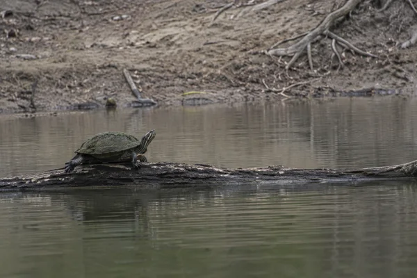 A dark, algae-dusted turtle rests on a weathered log above calm grey-green pond water, with a bare clay bank and exposed roots across the far shore.