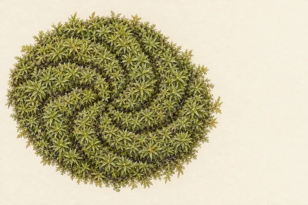 An oval cushion of dense green moss sits left of center on warm ivory paper, made up of many pointed, star-shaped shoots separated by dark curving channels.
