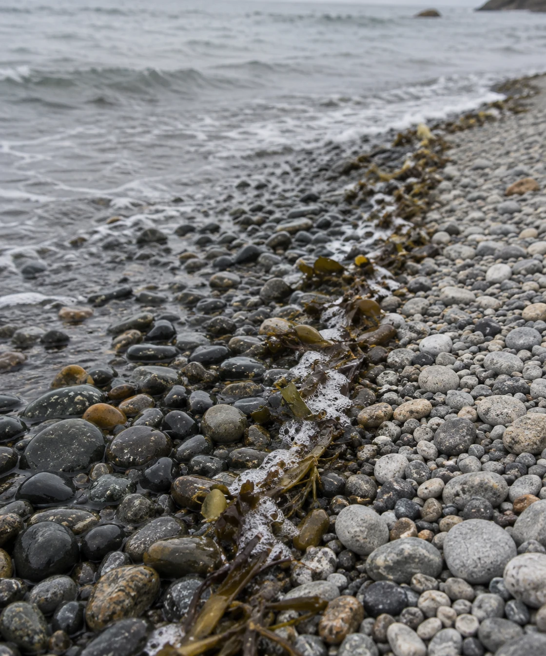 A diagonal tide line separates dark wet pebbles from paler dry shingle, with bladderwrack and small foam bubbles along the edge and grey sea at the top.