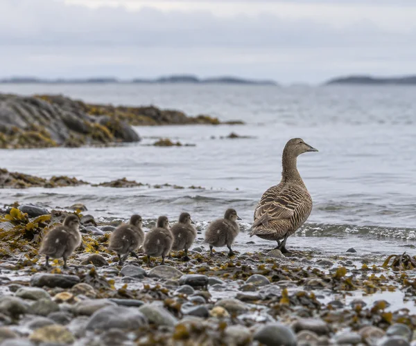A brown, pale-striped adult duck walks through shallow water at a rocky, seaweed-covered shore, with five fluffy grey-brown ducklings following behind.