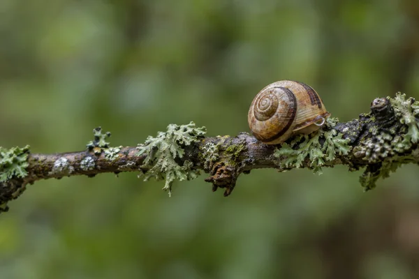 A honey-brown banded snail shell rests on a lichen-covered twig running horizontally across a softly blurred green woodland background, with open space to the…