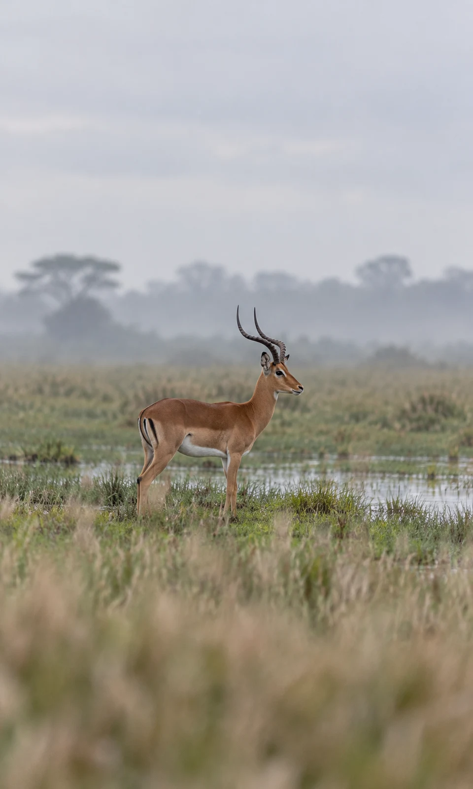 A single horned impala stands in profile among wet grasses and shallow water, with blurred grass in the foreground and mist-softened trees beneath a pale…