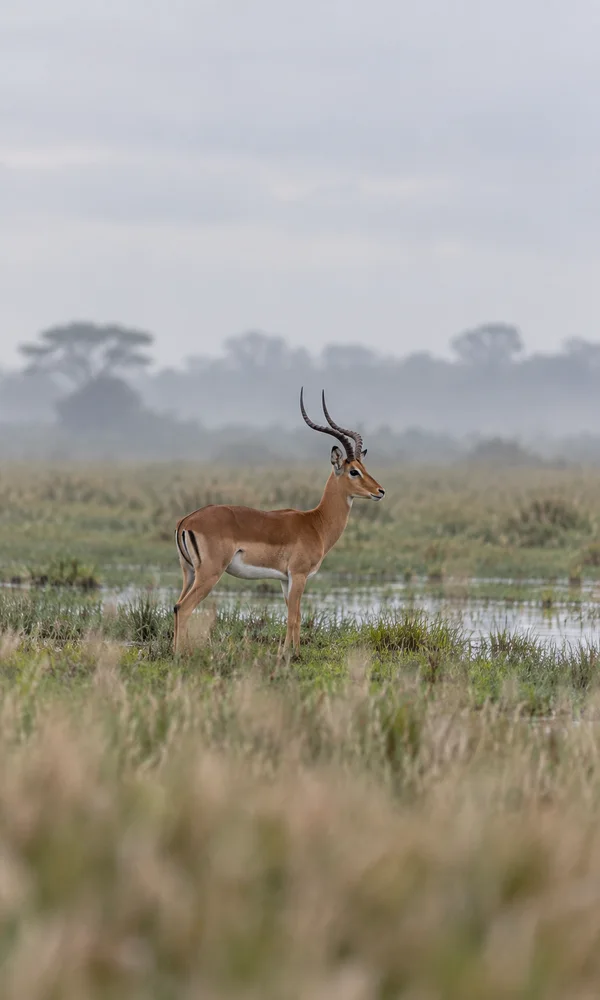 A single horned impala stands in profile among wet grasses and shallow water, with blurred grass in the foreground and mist-softened trees beneath a pale…