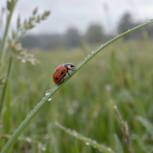 A red-and-black ladybird climbs a dew-covered grass blade that runs diagonally across a softly blurred green meadow, with pale sky in the background.