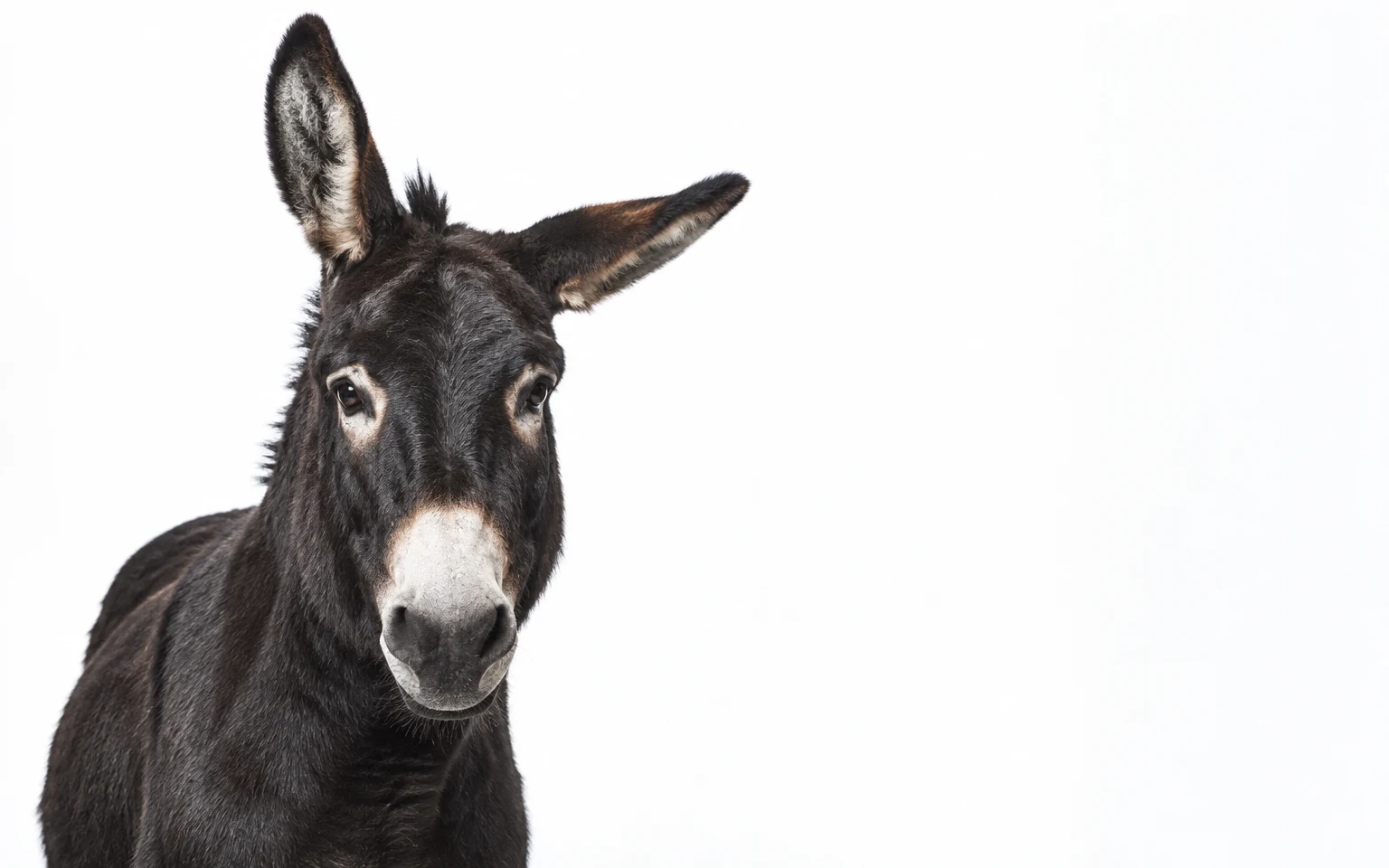 A near-black donkey faces the camera in a chest-up studio portrait, with one ear upright and the other angled sideways against a bright white background with…