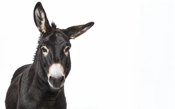A near-black donkey faces the camera in a chest-up studio portrait, with one ear upright and the other angled sideways against a bright white background with…