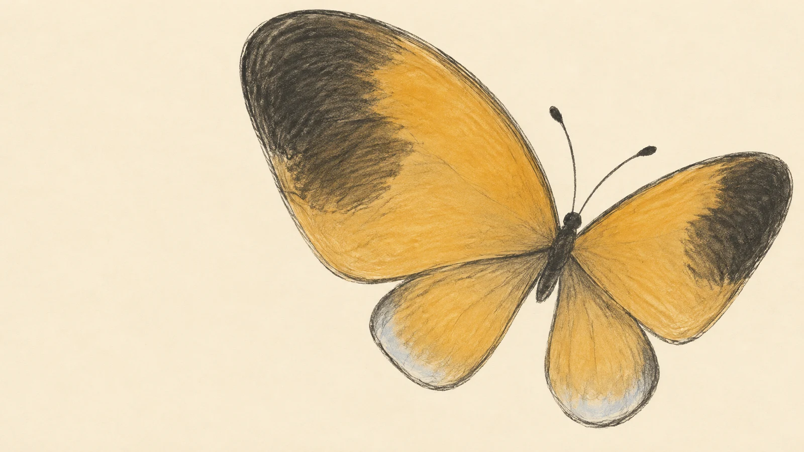 A hand-drawn ochre butterfly viewed from above, with spread wings, charcoal shading and two curved antennae on a warm cream background; the butterfly fills the…