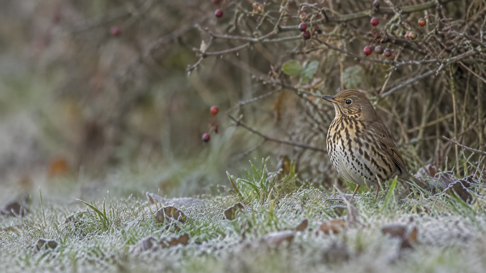 A song thrush stands on frosty grass in front of a bare, berry-dotted hedgerow, positioned on the right with open blurred space to the left.