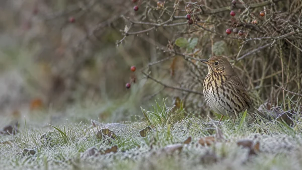 A song thrush stands on frosty grass in front of a bare, berry-dotted hedgerow, positioned on the right with open blurred space to the left.