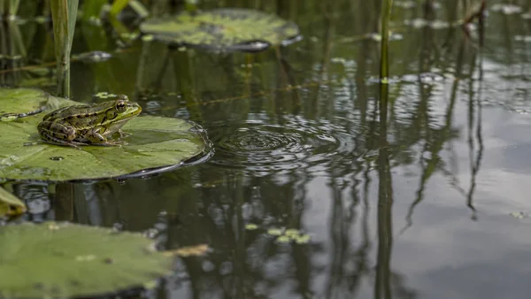A green and brown frog rests on a broad lily pad at the left of a pond, beside concentric ripples on dark water reflecting pale sky and upright reed stems.