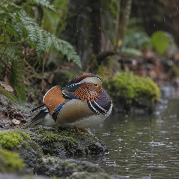A male mandarin duck rests with its head lowered on a mossy stone beside a rain-dappled woodland stream, with wet ferns and dark foliage behind it.