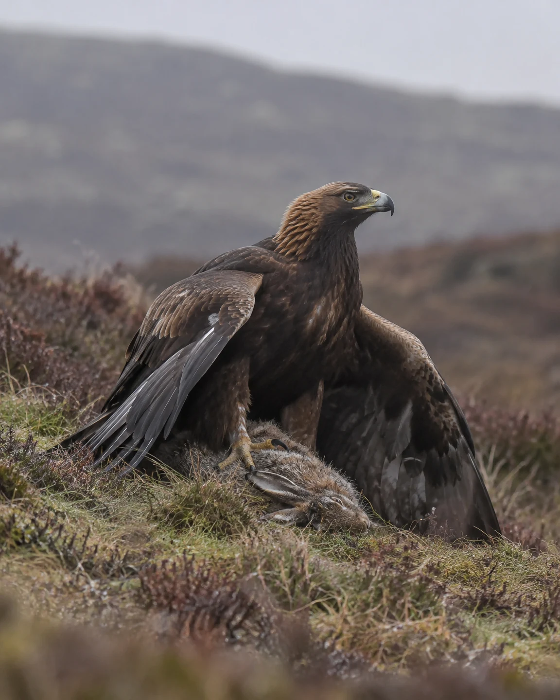 A golden-brown eagle stands with its wings spread low over a hare on a heather-covered hillside, looking to the right against a softly blurred grey landscape.