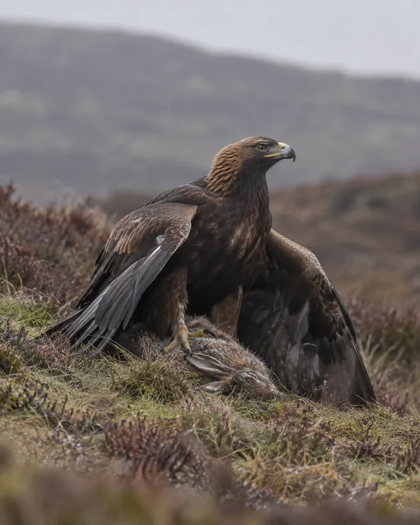 A golden-brown eagle stands with its wings spread low over a hare on a heather-covered hillside, looking to the right against a softly blurred grey landscape.
