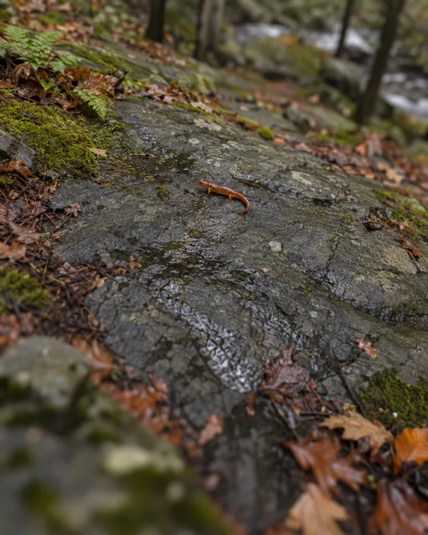 A rust-orange salamander rests on a wet charcoal-gray stone slab amid moss and scattered brown leaves on a woodland floor; the foreground and background are…