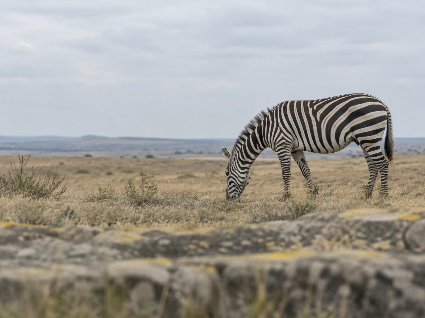 A plains zebra grazes with its head lowered in dry grassland, positioned to the right beneath a pale cloudy sky; a blurred stone ledge with yellow flecks fills…