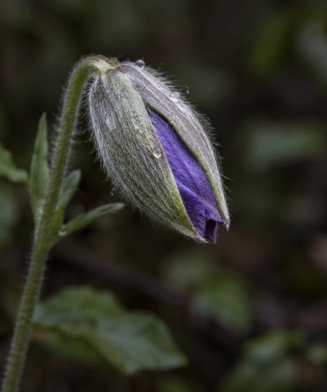 A downy green bellflower bud splits open to reveal a folded violet petal, with tiny dew beads on the hairs against a softly blurred dark woodland background.