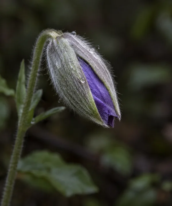 A downy green bellflower bud splits open to reveal a folded violet petal, with tiny dew beads on the hairs against a softly blurred dark woodland background.