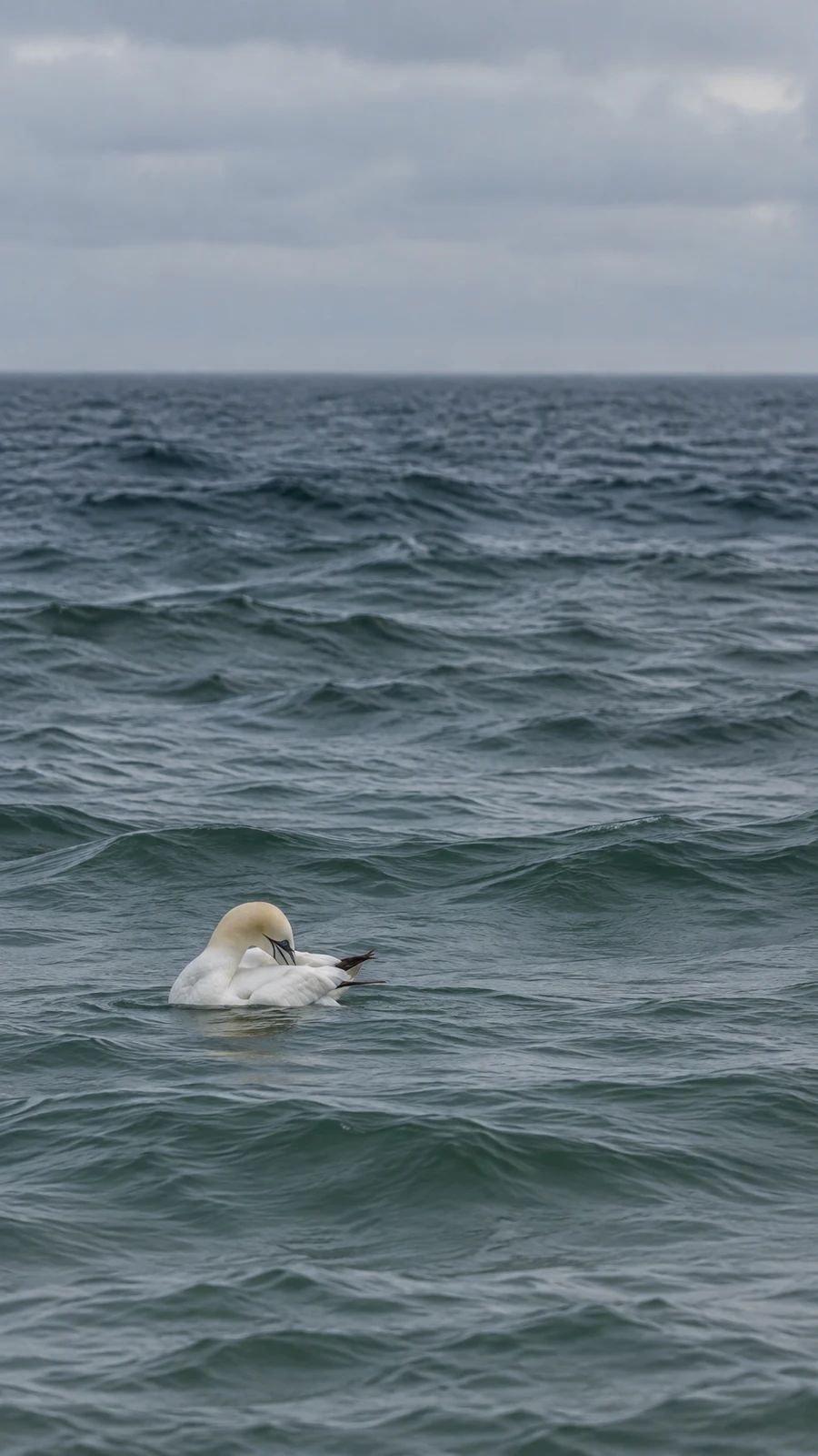 A white northern gannet preens while floating on dark, rippled open water beneath a pale overcast sky and hazy horizon.