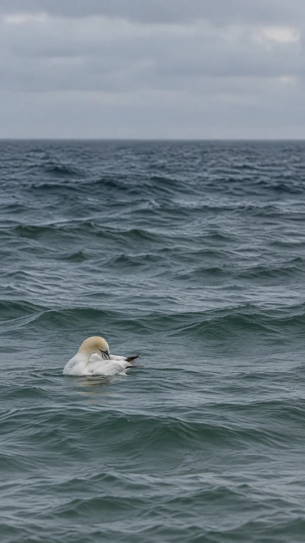 A white northern gannet preens while floating on dark, rippled open water beneath a pale overcast sky and hazy horizon.