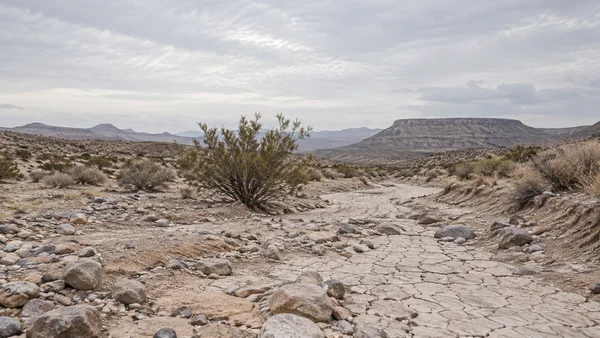 A cracked, stony desert wash curves through the foreground toward low mesas beneath a broad overcast sky, with a single olive-green shrub near the center.