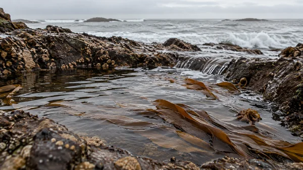 A low-angle view across a dark coastal rock pool, with brown kelp beneath rippling water and a small cascade spilling over the rocky edge; the grey sea and…