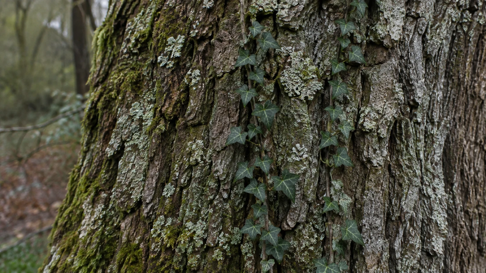 Close view of deeply furrowed grey-brown oak bark covered with pale lichen and green moss, with dark ivy leaves climbing across the trunk.