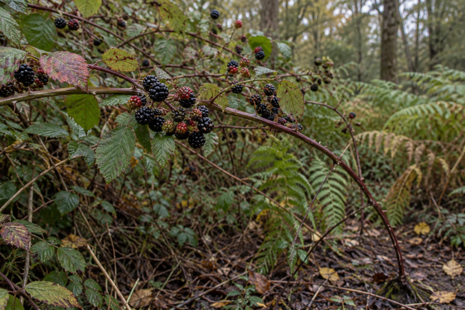 A bramble cane laden with glossy blackberries and scattered red and green unripe fruit crosses a dense woodland-edge thicket.