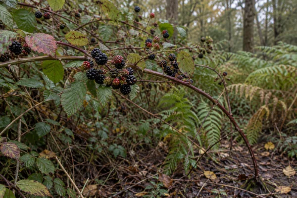A bramble cane laden with glossy blackberries and scattered red and green unripe fruit crosses a dense woodland-edge thicket.