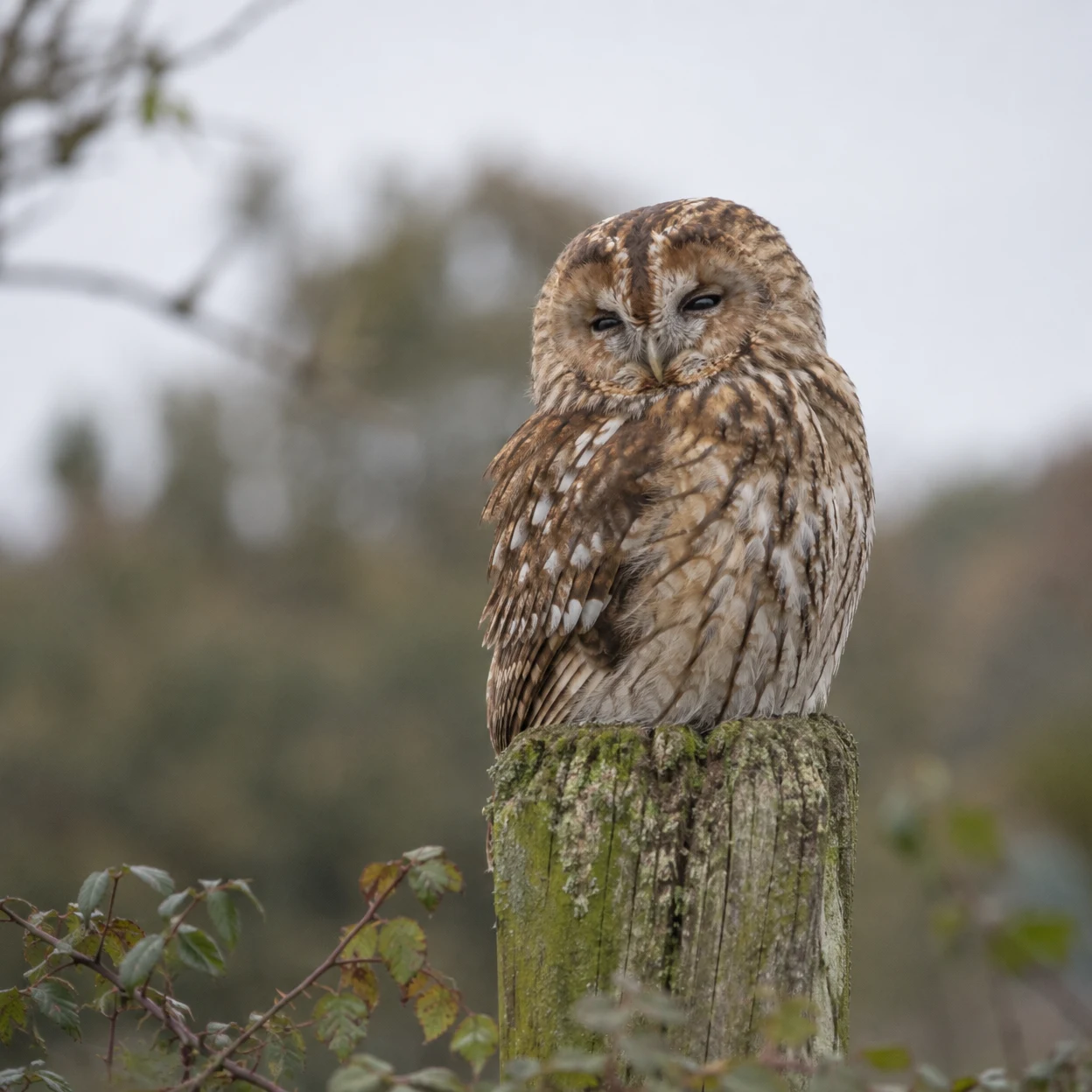 A tawny-brown owl with half-closed eyes perches on a moss-covered wooden post against a softly blurred woodland background.