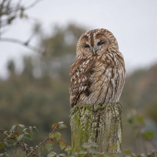 A tawny-brown owl with half-closed eyes perches on a moss-covered wooden post against a softly blurred woodland background.