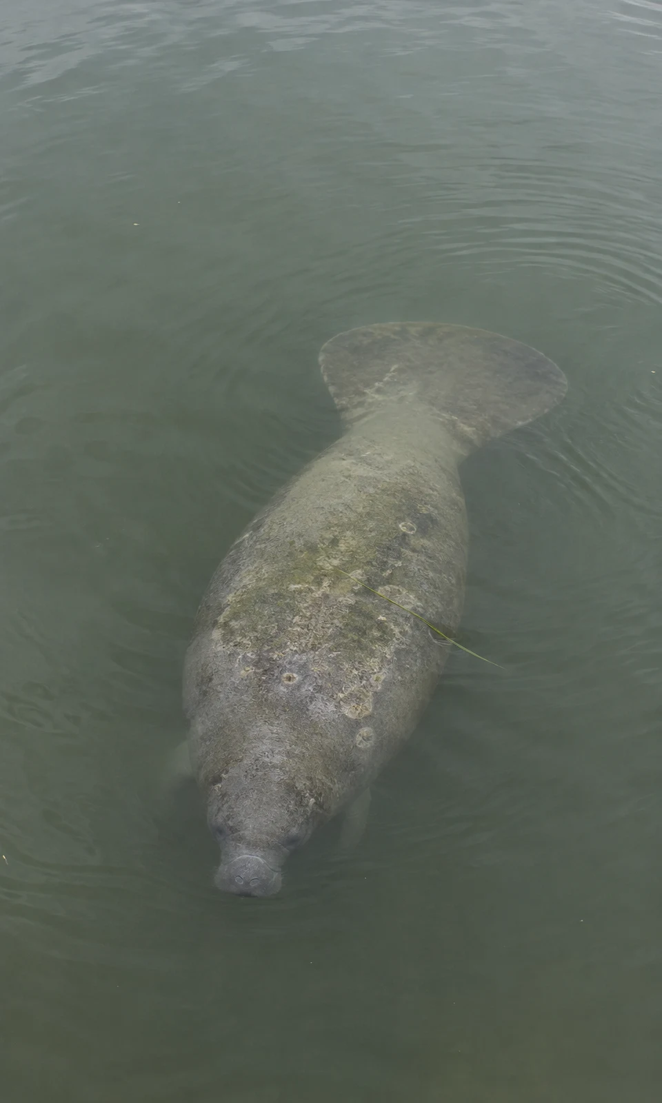 A grey manatee viewed from above beneath muted green-grey water, with a broad rounded paddle tail, mottled back, visible snout and a thin blade of seagrass…