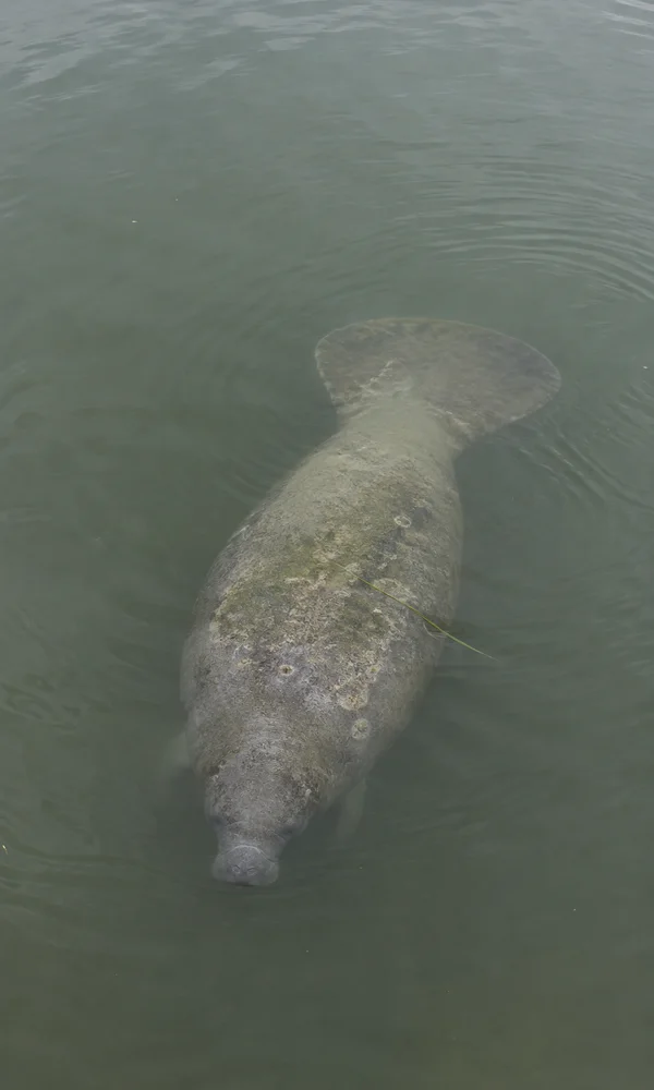 A grey manatee viewed from above beneath muted green-grey water, with a broad rounded paddle tail, mottled back, visible snout and a thin blade of seagrass…