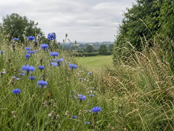 Blue cornflowers rise among slender stems and buds beside a green meadow, with tall straw-coloured grasses in front of a dark hedgerow and a pale cloudy sky…