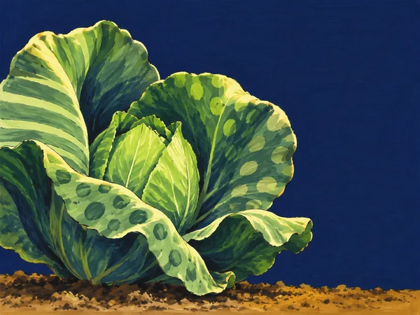 A large green cabbage with broad curling, spotted leaves and a small upright inner cluster grows from an ochre soil strip against a deep indigo background…