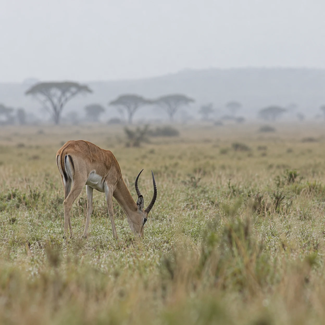A tawny antelope grazes with its head lowered in a muted grassland, with hazy flat-topped acacia trees in the distance beneath a pale overcast sky.