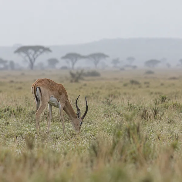A tawny antelope grazes with its head lowered in a muted grassland, with hazy flat-topped acacia trees in the distance beneath a pale overcast sky.