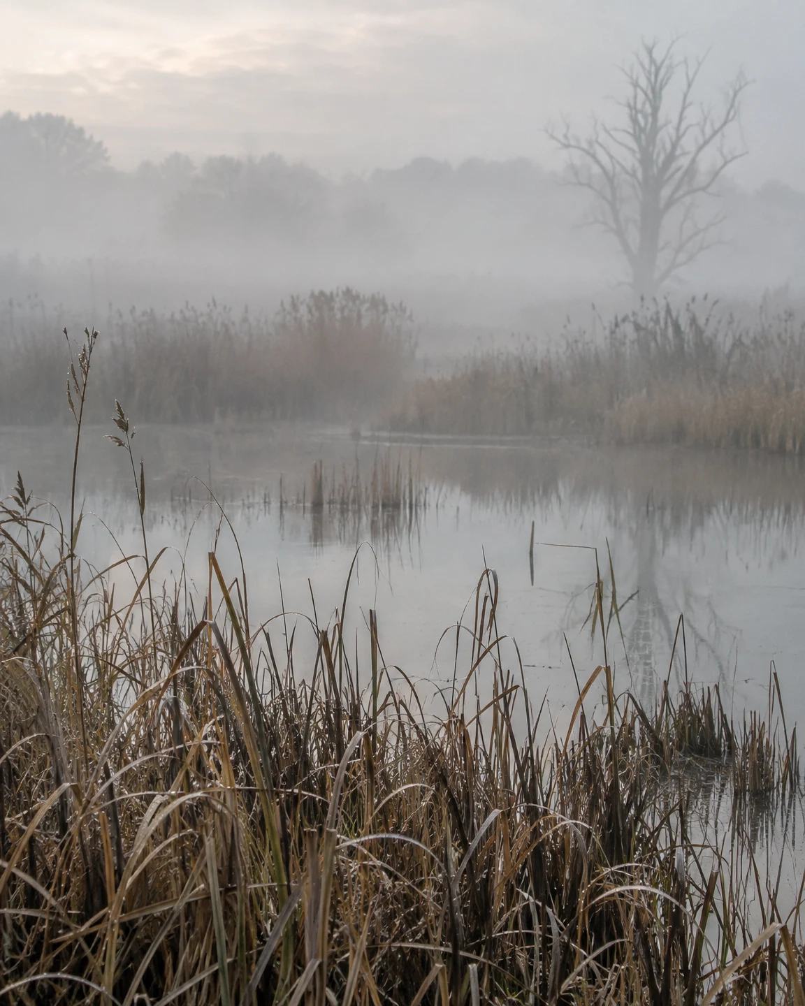 A misty wetland pool with dry reeds in the foreground, faint reflections on still water, and a bare tree visible through the haze.