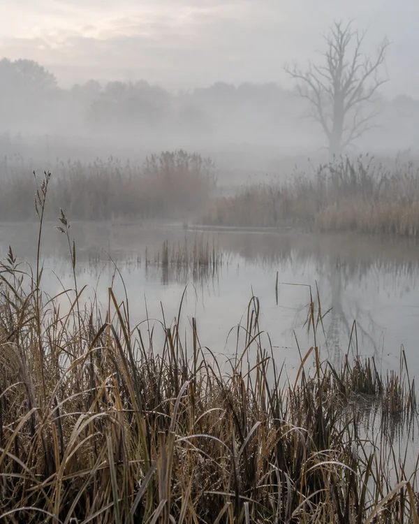 A misty wetland pool with dry reeds in the foreground, faint reflections on still water, and a bare tree visible through the haze.