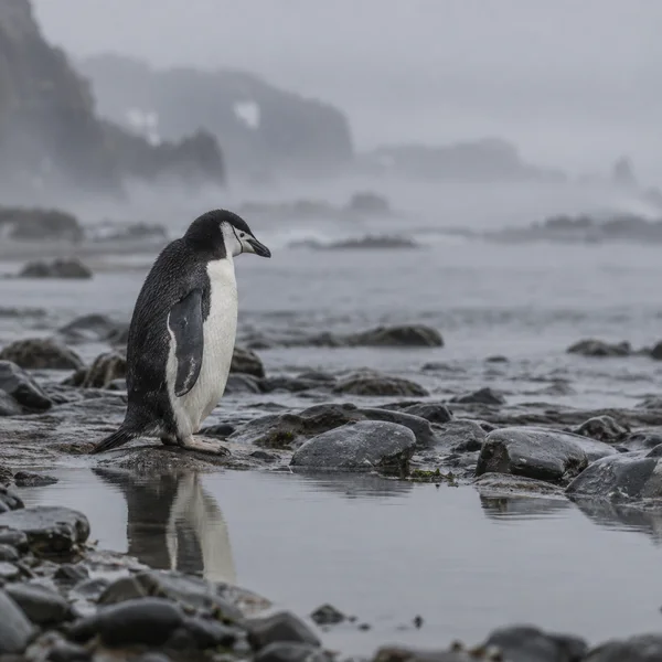 A single black-and-white penguin stands side-on on a wet, rocky shore beside a still tidal pool, with its reflection below and a calm, misty grey sea behind it.