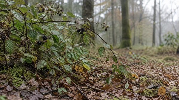 A thorny bramble with dark ripe blackberries and serrated green-brown leaves arches over damp leaf litter, moss and soil in a softly hazy woodland; the ground…