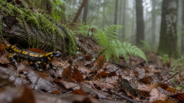 A black-and-yellow fire salamander rests on wet brown leaves beside a moss-covered fallen log, with ferns and blurred tree trunks in the background.