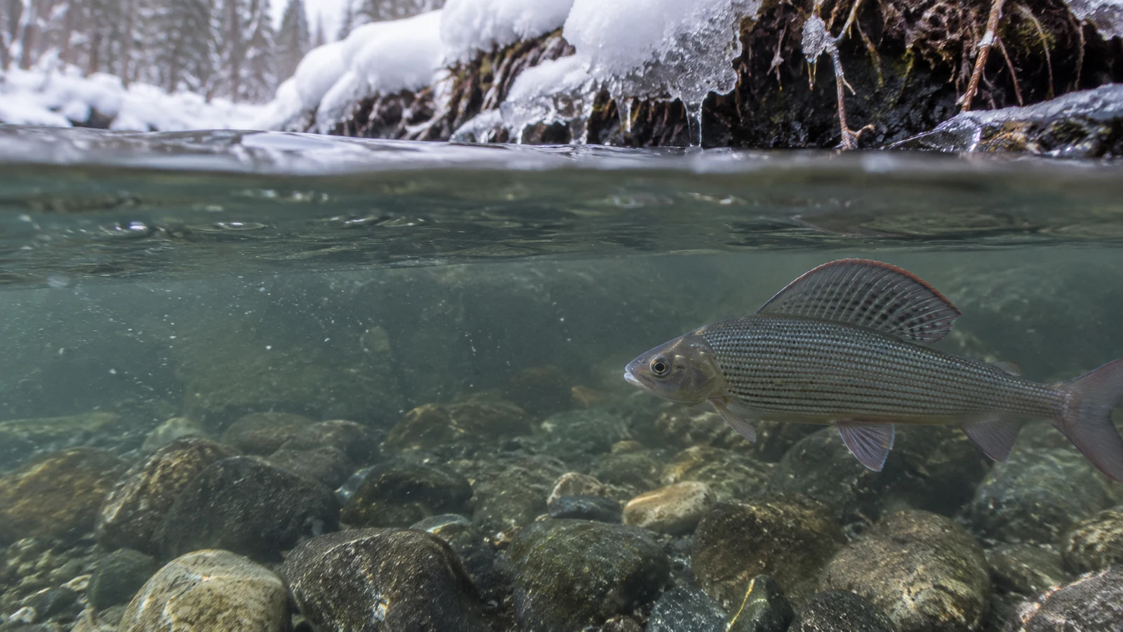 A grayling swims beneath the split surface of a clear winter river, with a snow-covered bank and exposed roots above and rounded stones on the riverbed.