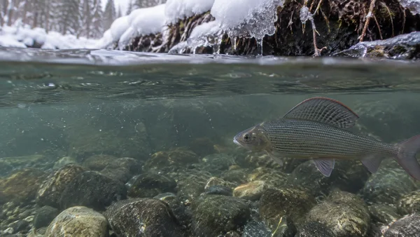 A grayling swims beneath the split surface of a clear winter river, with a snow-covered bank and exposed roots above and rounded stones on the riverbed.