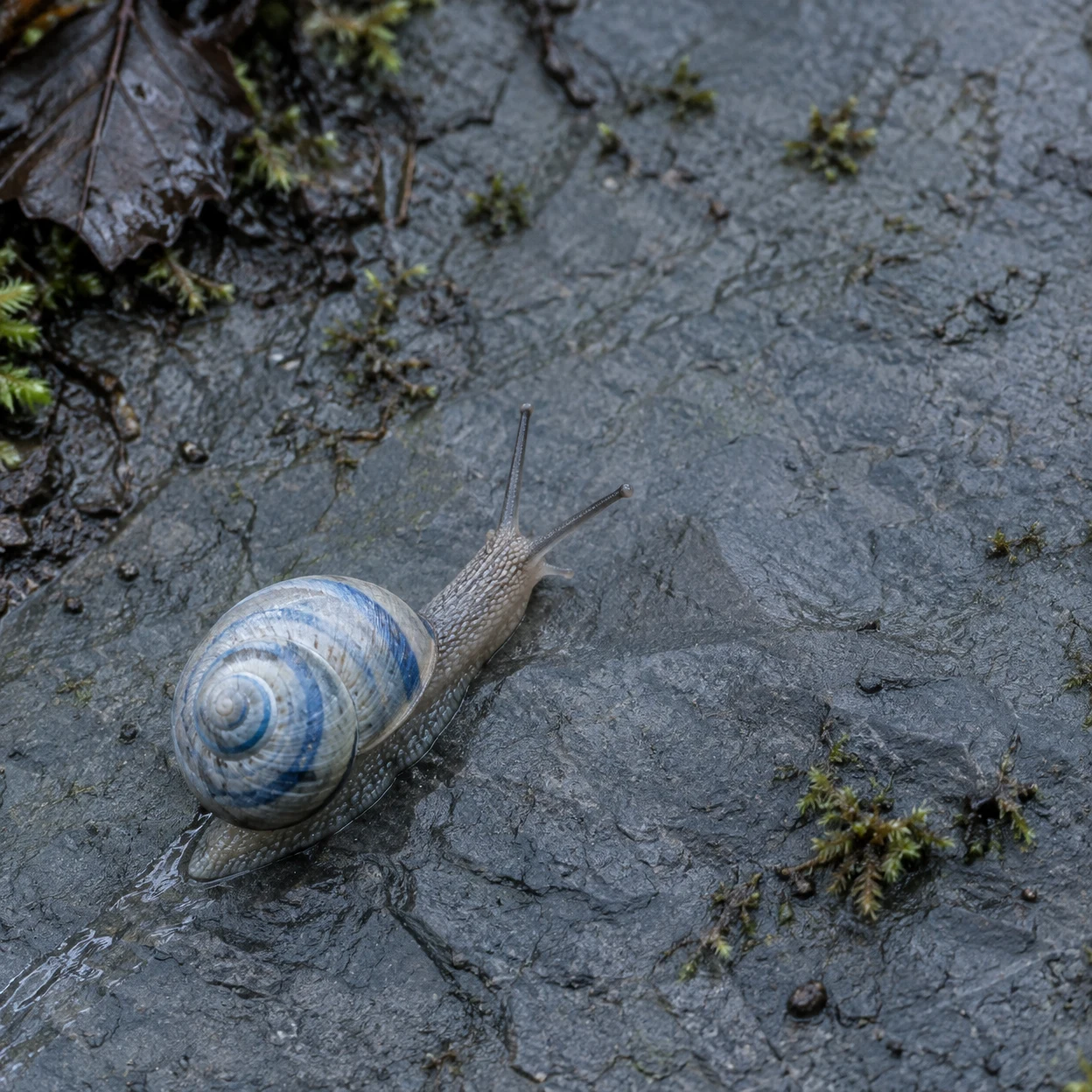 A blue-gray snail with a prominent cobalt spiral pattern on its shell glides across wet slate, with its eyestalks pointing toward open stone and small moss…