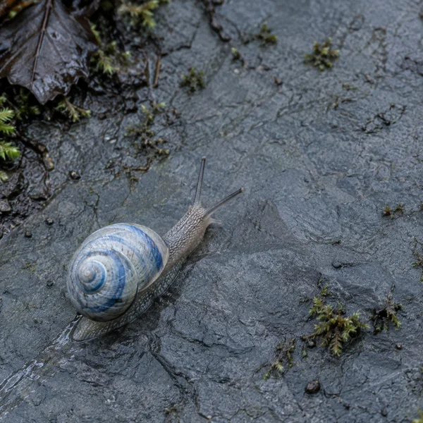 A blue-gray snail with a prominent cobalt spiral pattern on its shell glides across wet slate, with its eyestalks pointing toward open stone and small moss…