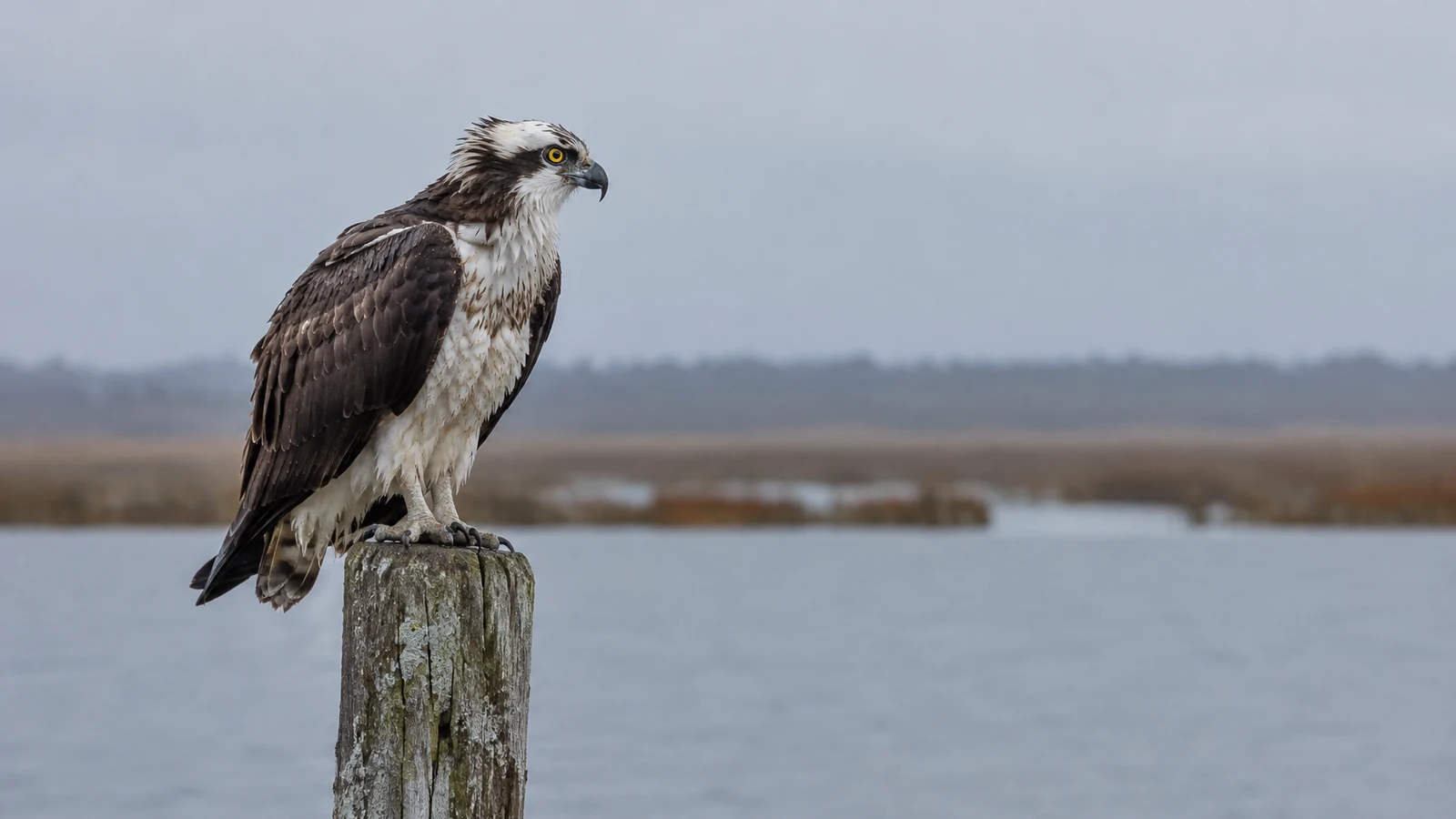 A brown-and-white osprey perches on a weathered wooden post at the edge of a calm wetland, facing right against a softly blurred, muted landscape with open…