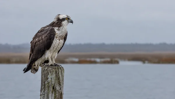 A brown-and-white osprey perches on a weathered wooden post at the edge of a calm wetland, facing right against a softly blurred, muted landscape with open…