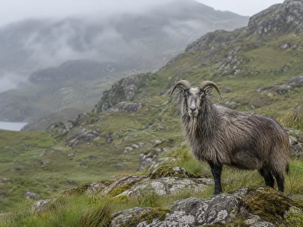 A shaggy grey-brown goat with curved horns stands among lichen-covered rocks and green grass on a misty upland slope, looking toward the camera.